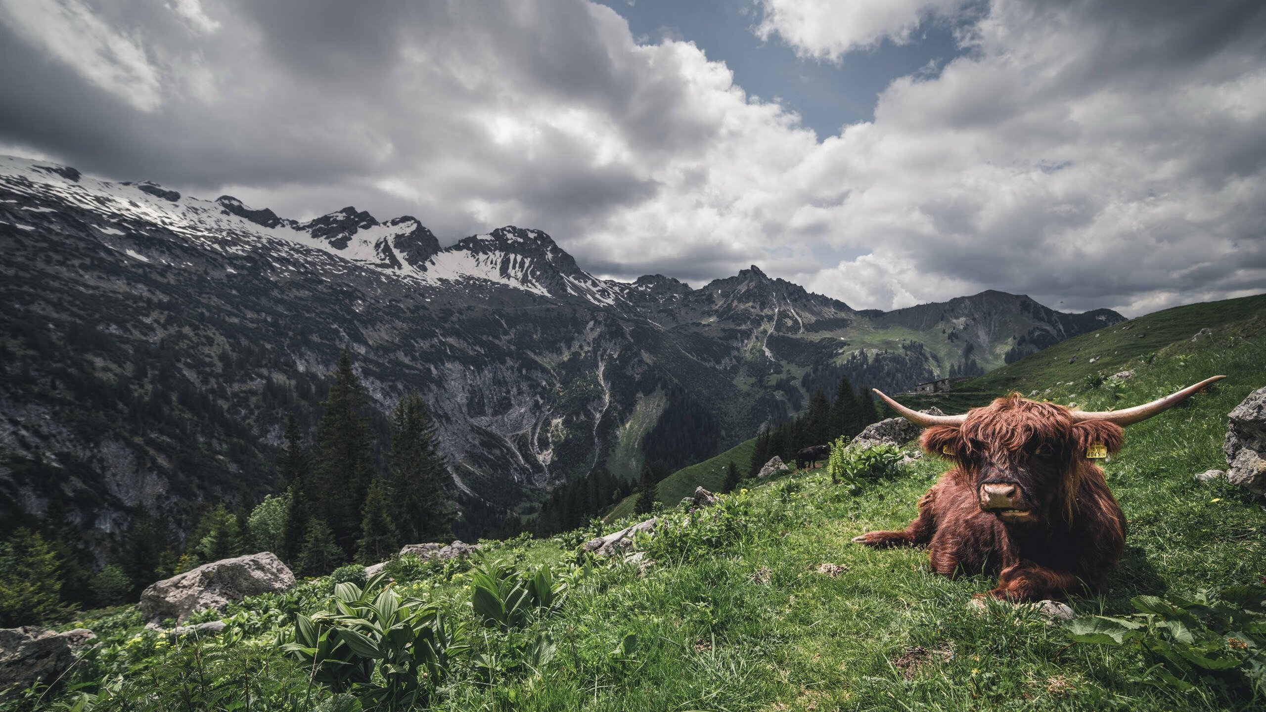 三强战术差异显现 澳队强调起速优势