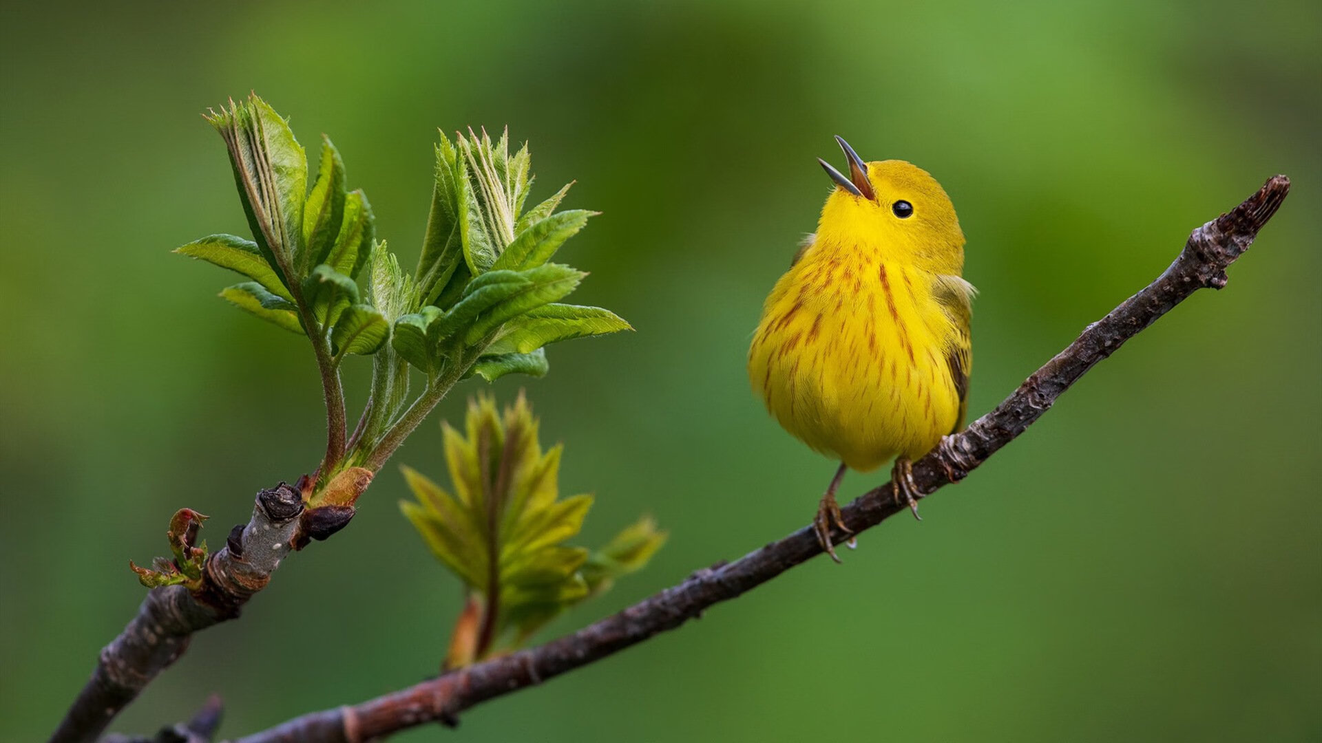 世界杯预选赛中超惨败 球迷情绪复杂,世界杯预选赛中超外援