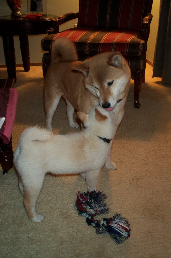 中国女篮保持联动进攻制造空位机会,中国女篮联合队