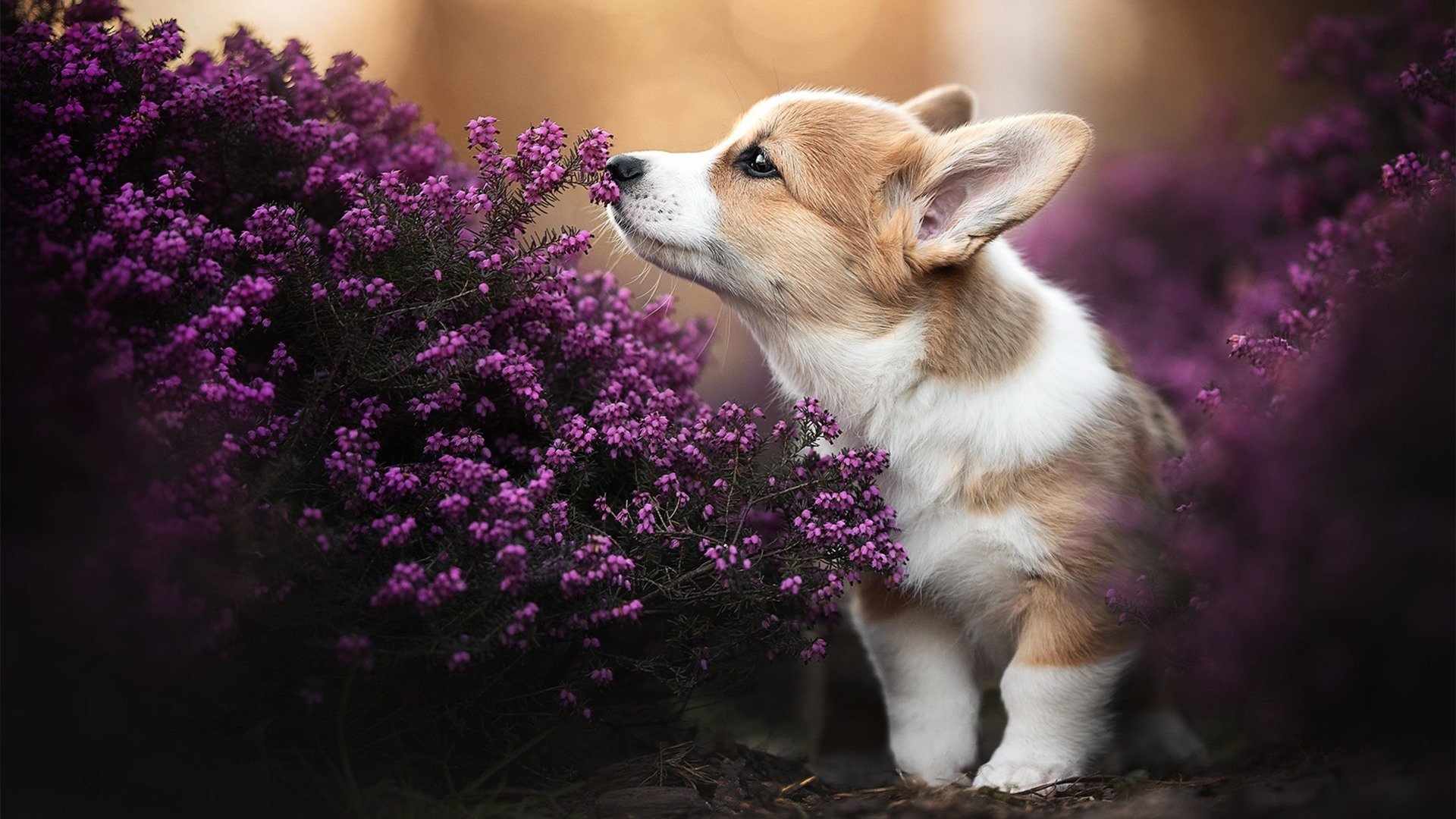 印度乒乓赛制的全新布局与挑战,印度乒乓赛制的全新布局与挑战是什么