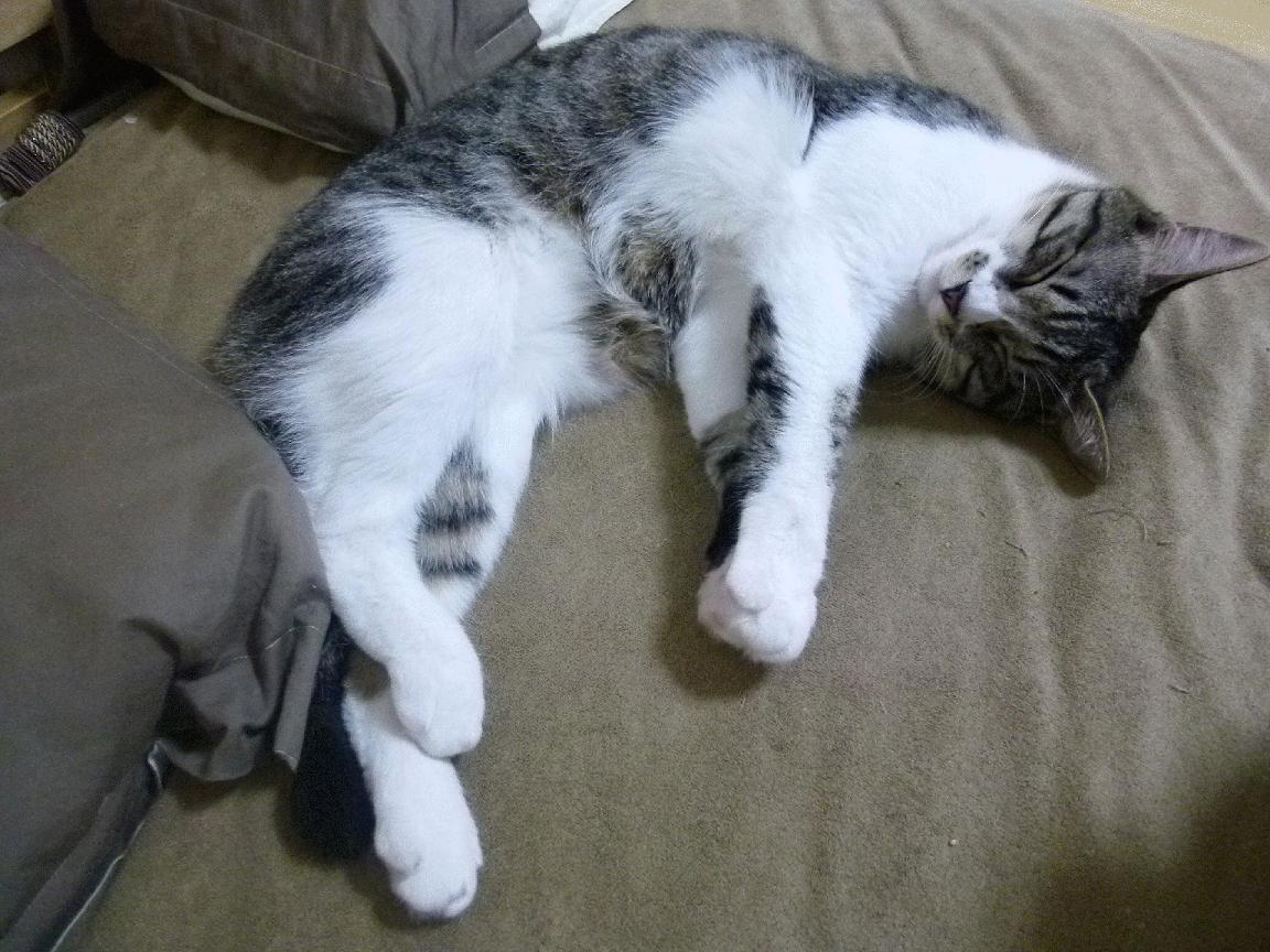 国际热身赛中国女足战胜 球迷现场支持热烈,女足热身赛 男足