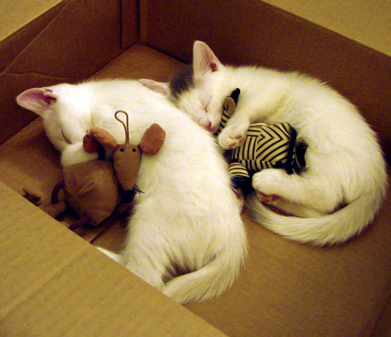 辽宁飞豹多点得分展现锋线深度,辽宁飞豹吧 百度贴吧