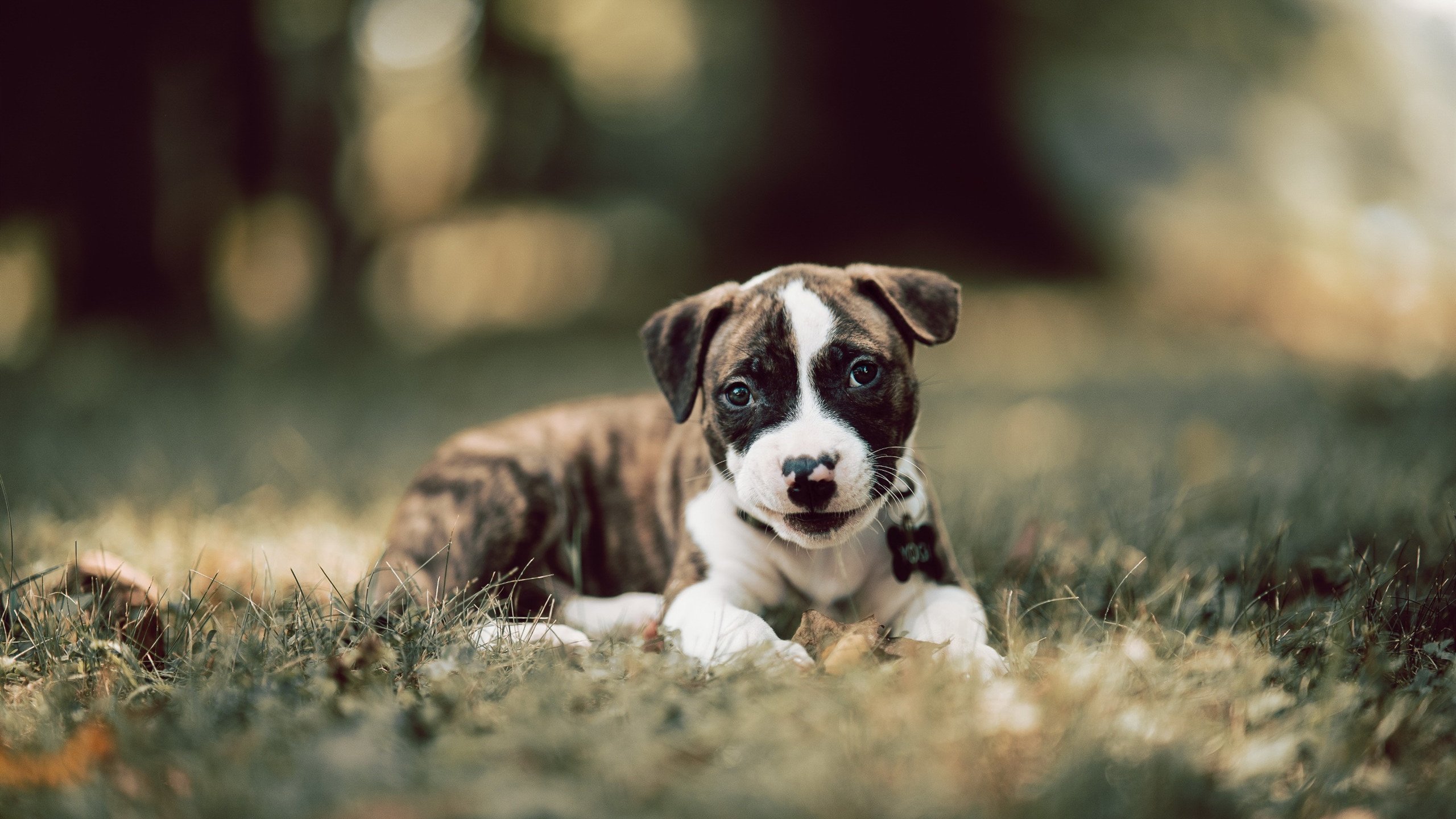 “马丁·高尔西的出色防守与技术,帮助美洲狮队攻守兼备”