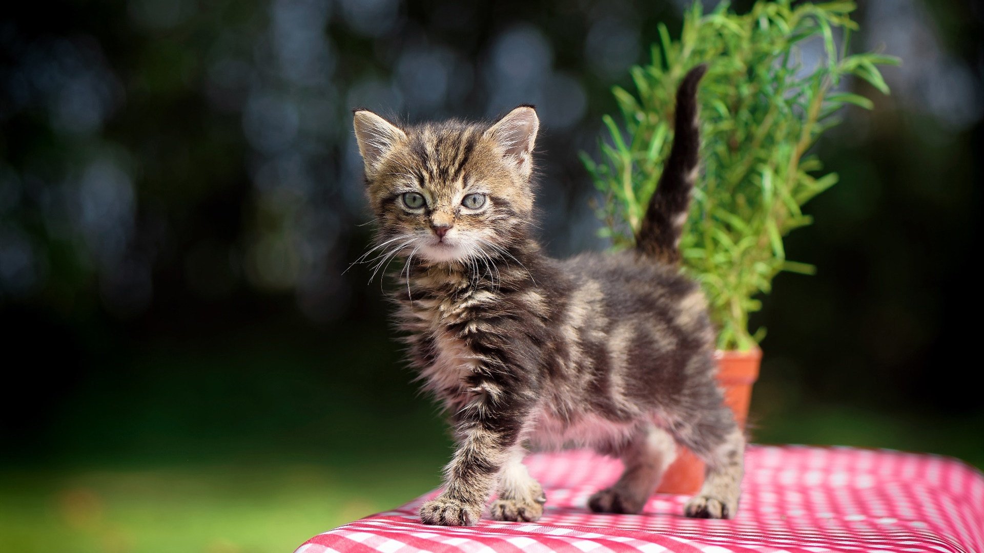 开云体育在线下载-世界杯战术大爆炸：变化多端，引领足球新潮！，世界杯打仗