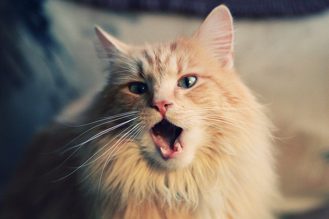 中国足球青训教练员能力提升项目全面开展,中国足球青训人才