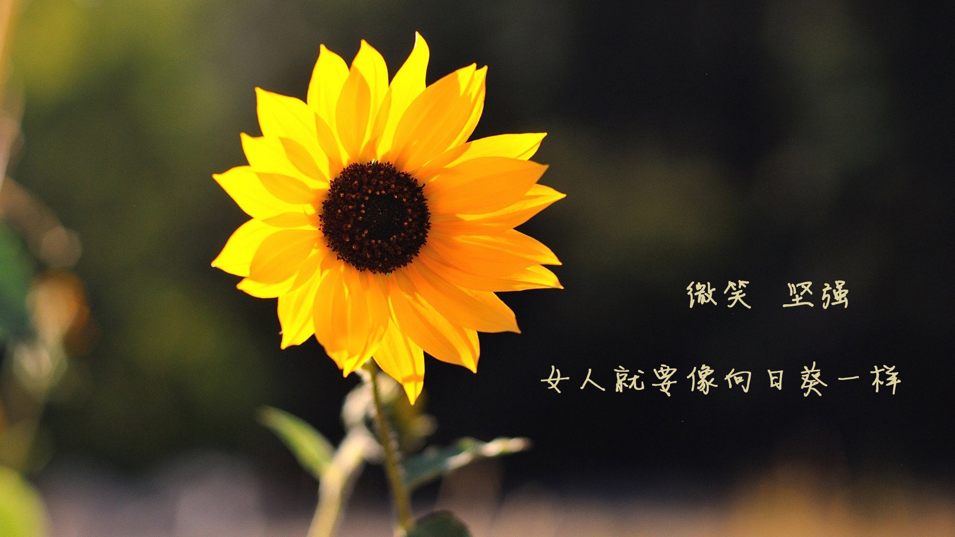 仰泳项目奥地利选手排名上升,仰泳奥运会比赛