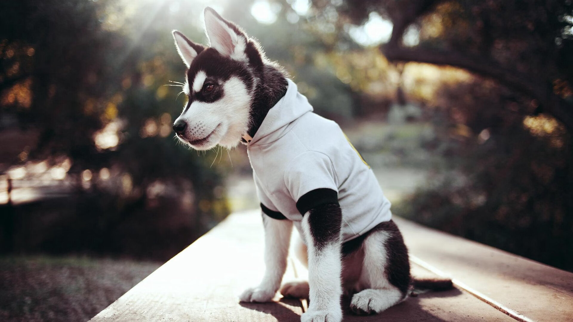 凯恩·瑞安:高效的反击能力让全黑队更具威慑力,凯恩vshhh