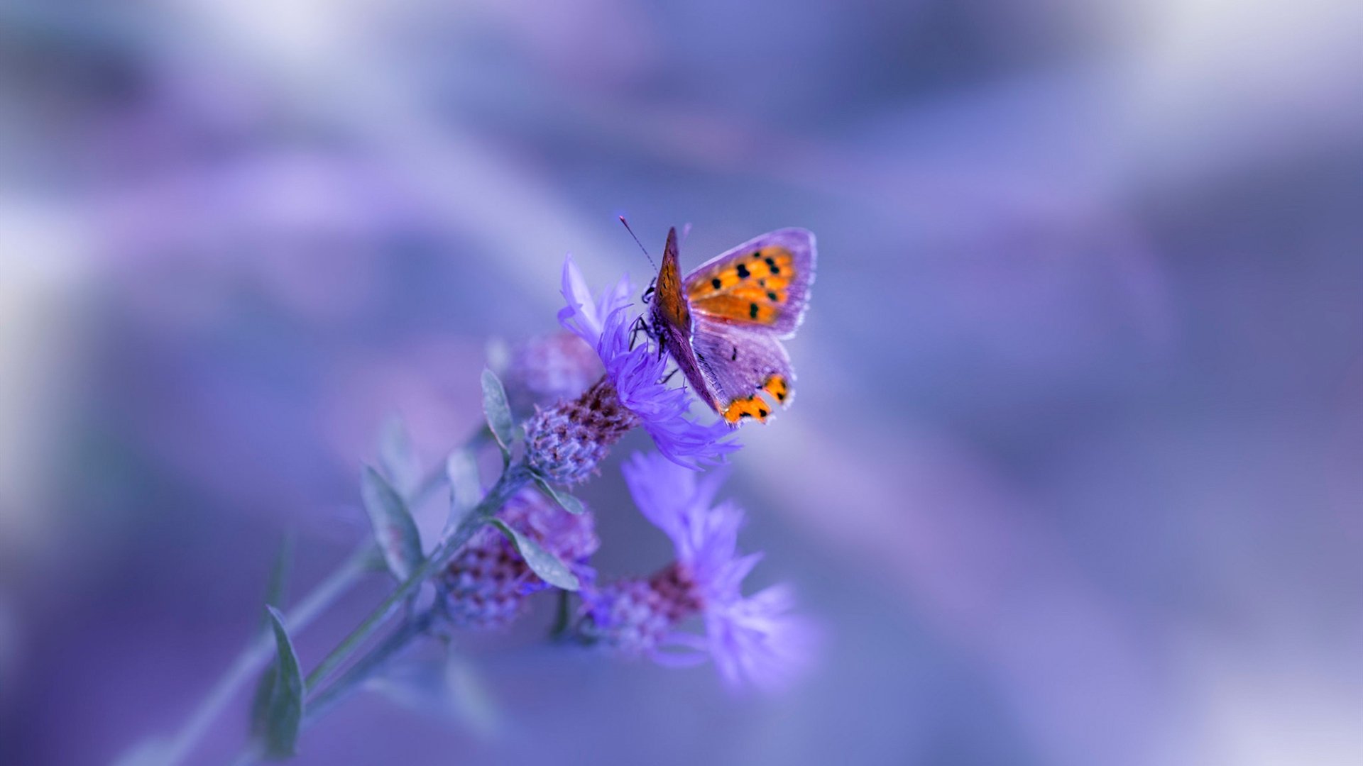 开云体育登录入口-掘金社交账号发布幕后花絮展示球员生活，掘金贴吧