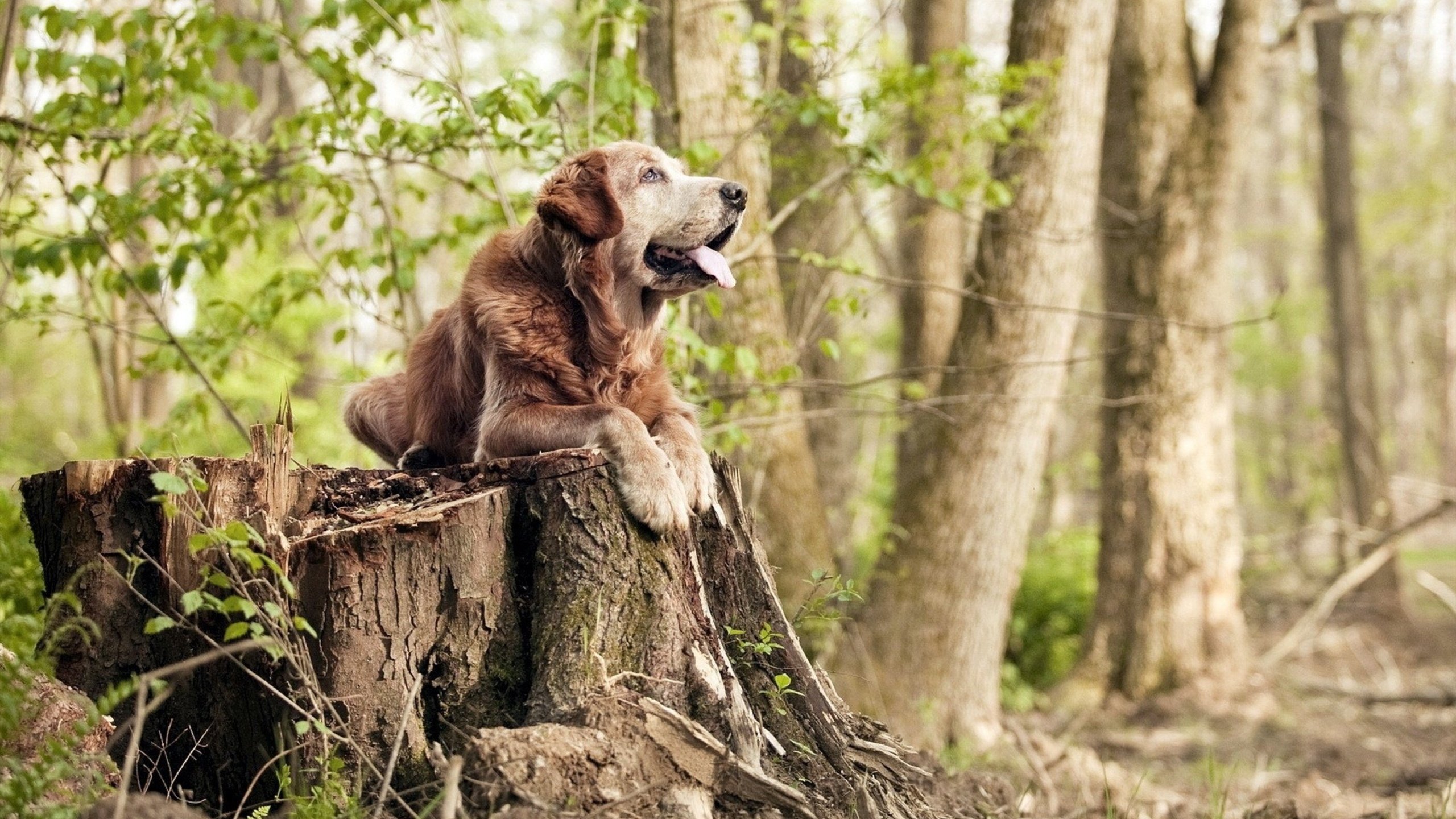 开运体育电脑版-法国橄榄球在亚洲市场的扩张迎来新机会，法国橄榄球大片