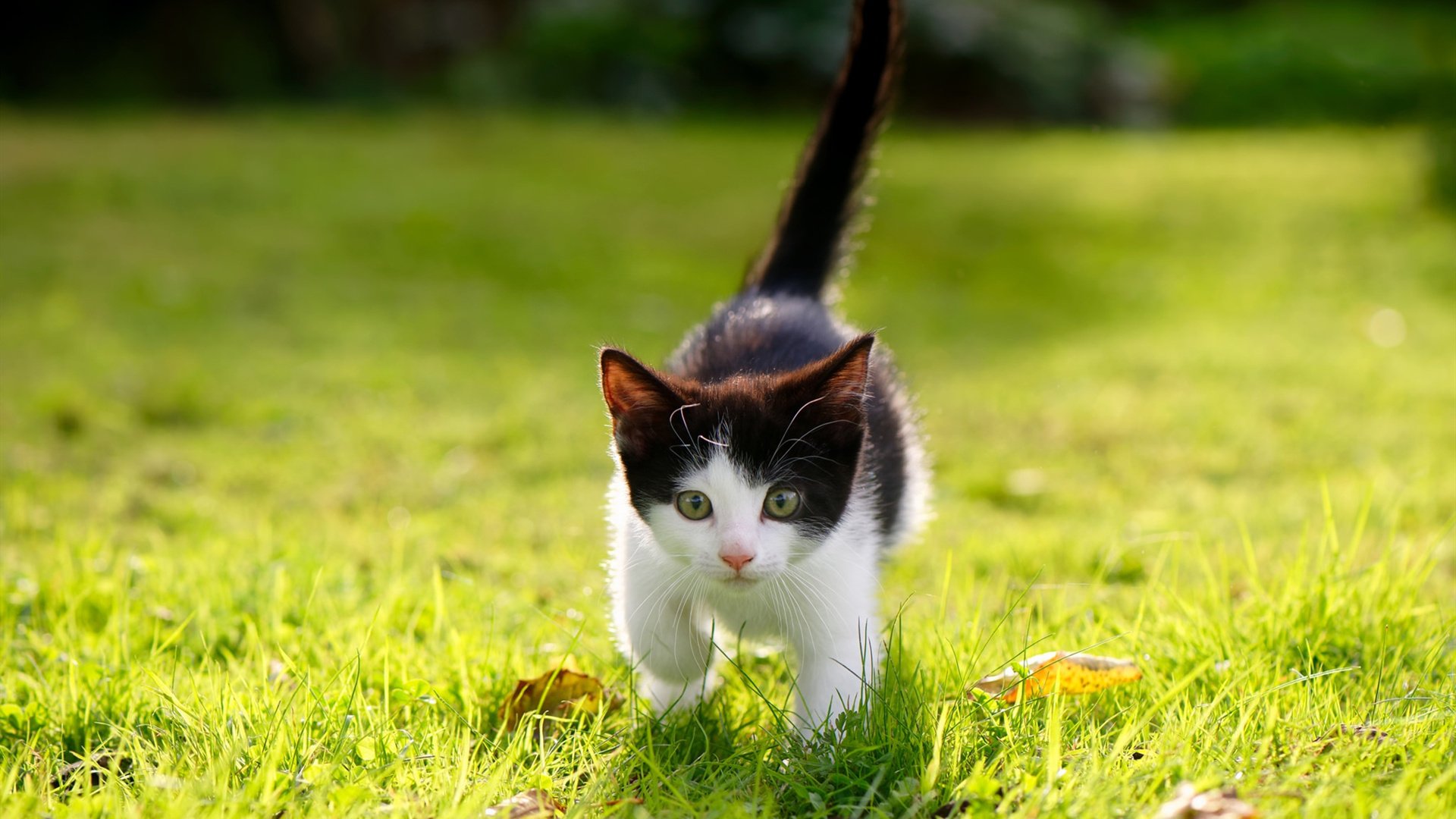 法国橄榄球在亚洲市场的扩张迎来新机会,法国橄榄球大片