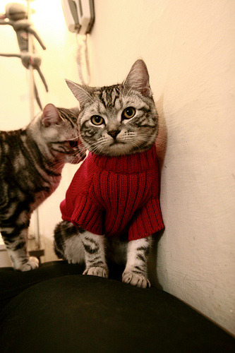 爱尔兰橄榄球发展掀起市场投资热潮,爱尔兰篮球水平