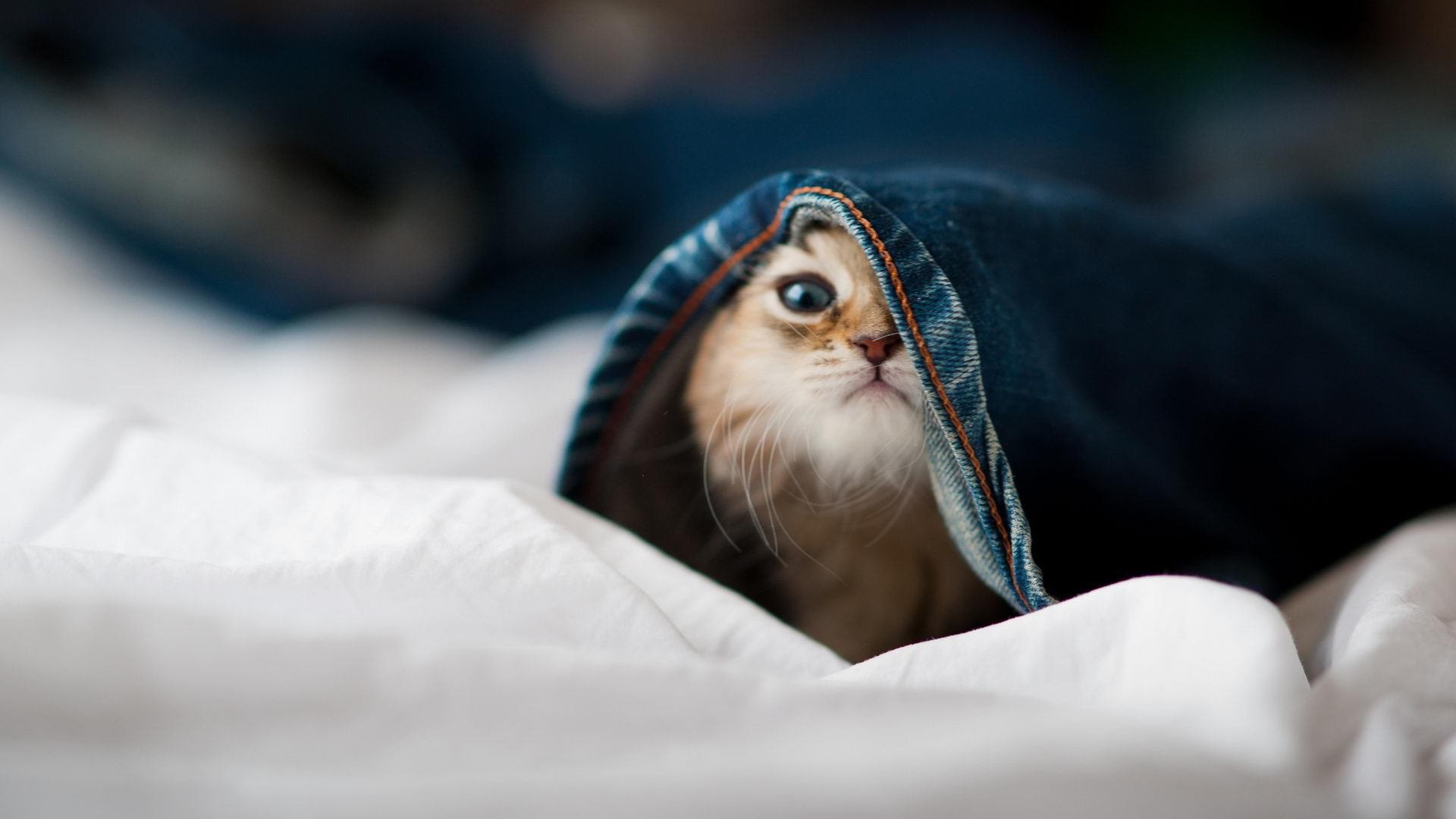 篮球教练认证课程开设线上版扩大培训覆盖范围,篮球教练证报名入口